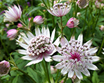 Astrantia aprillove