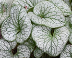 Brunnera alexandersgreat
