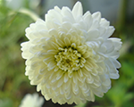 Chamaemelum nobile florepleno