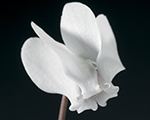 Cyclamen hederifolium amazemewhite
