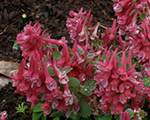 Corydalis solida bethevans
