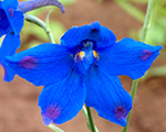 Delphinium grandiflorum delfixblue