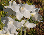 Delphinium grandiflorum delfixwhite
