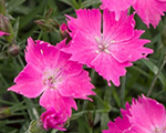 Dianthus kahoriscarlet