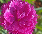 Dianthus prettybecky