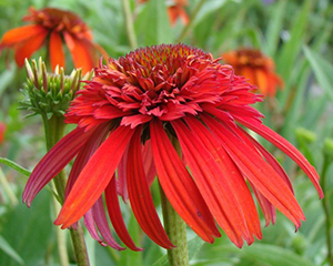 Эхинацея 'Hot Papaya'