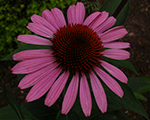 Echinacea fatalattraction