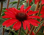 Echinacea primaruby