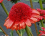 Echinacea primacinnamon