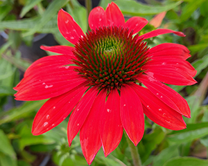 Эхинацея 'Pearl Red'