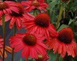 Echinacea redpearl