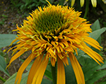 Echinacea secretglow