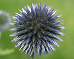 Echinops blueglobe