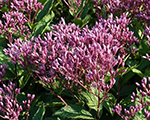 Eupatorium purpureum euphoriaruby