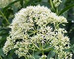 Eupatoriumfistulosum ivorytowers