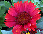 Gaillardia spintopred