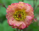Geum maitai
