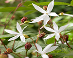 Gillenia trifoliata