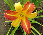Hemerocallis franshals