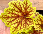 Heuchera redlightning