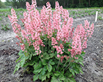 Heucherella pinkrevolution