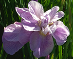Iris sibirica havingfun