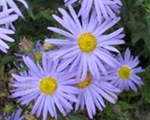 Kalimeris incisa nanablue