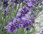 Lavandula angustifolia ardecheblue