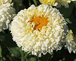 Leuchanthemum luna
