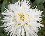 Leuchanthemum sante