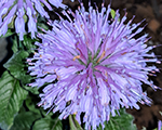 Monarda didyma bluemoon