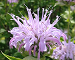 Monarda panoramagentlylilac