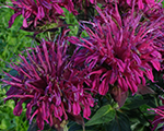 Monarda pocahontasdeeppurple