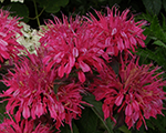 Monarda pocahontasredrose