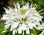 Monarda schneewittchen