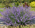 Nepeta juniorwalker