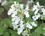 Nepeta snowflake