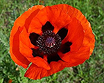 Papaver orientale nanaallegro