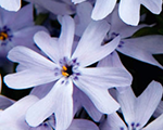 Phlox sub springblue