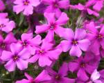 Phlox sub springdarkpink