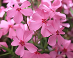 Phlox sub springlightpink