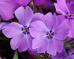 Phlox sub springpurple