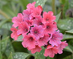 Pulmonaria shrimpsonthebarbi