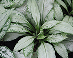 Pulmonaria silverbouquet