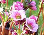 Saxifraga arendsii littlemildness