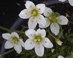 Saxifraga arendsii whitecarrot