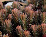 Sedum hakonense chocolateball