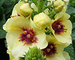 Verbascum darkeyes