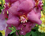 Verbascum plumsmokey