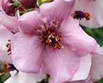 Verbascum rosie